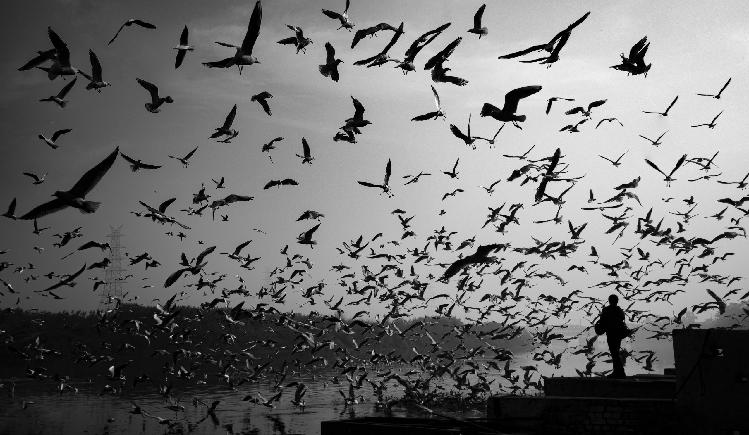 Greyscale Photography of Birds